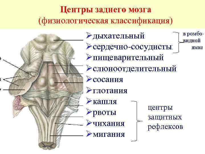 Центры заднего мозга (физиологическая классификация) в ромбоØдыхательный видной ямке Øсердечно-сосудистый Øпищеварительный Øслюноотделительный Øсосания Øглотания