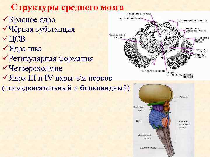 Функции структур среднего мозга. Внутренне строение среднего мозга. Основная структура среднего мозга. Наружное строение среднего мозга анатомия. Ядра четверохолмия среднего мозга.