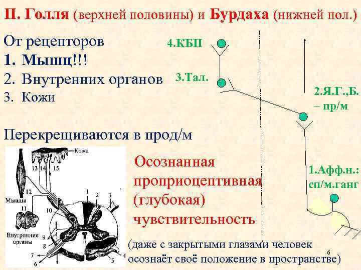 П. Голля (верхней половины) и Бурдаха (нижней пол. ) От рецепторов 4. КБП 1.