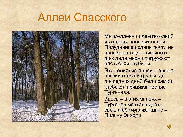 Аллеи Спасского Мы медленно идем по одной из старых липовых аллей. Полуденное солнце почти