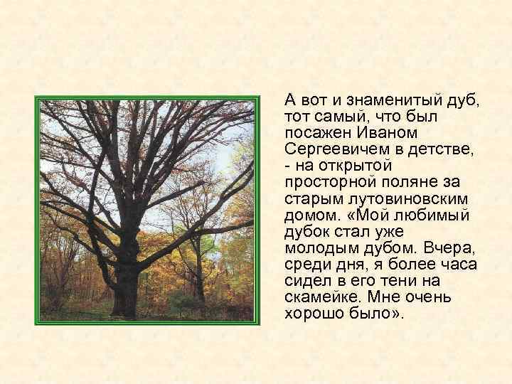 А вот и знаменитый дуб, тот самый, что был посажен Иваном Сергеевичем в детстве,