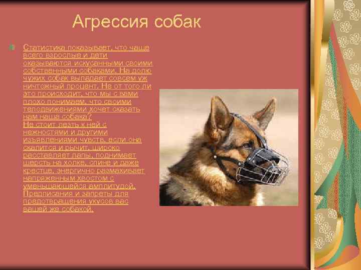 Агрессия собак Статистика показывает, что чаще всего взрослые и дети оказываются искусанными своими собственными