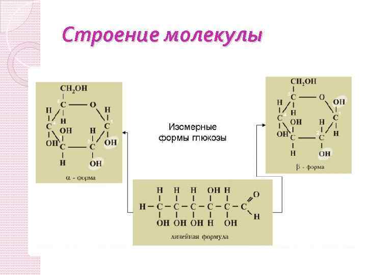 Строение молекулы 