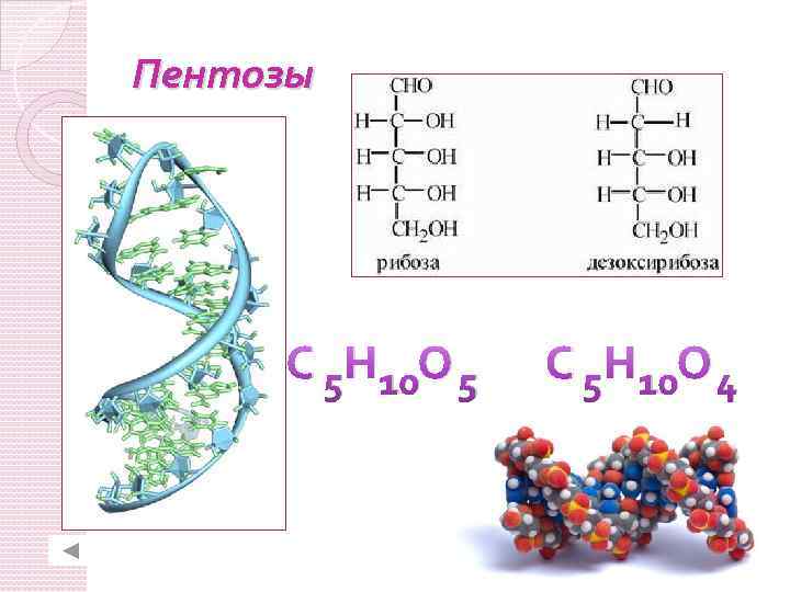 Пентозы С 5 Н 10 О 5 С 5 Н 10 О 4 