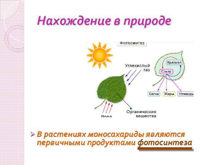 Участвующие в процессе фотосинтеза. Первичный продукт фотосинтеза. Первичные продукты фотосинтеза являются. Образование крахмала в процессе фотосинтеза. Схема процесса фотосинтеза 6 класс.