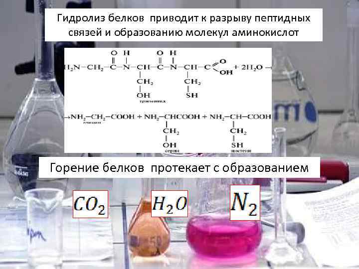Гидролиз белков приводит к разрыву пептидных связей и образованию молекул аминокислот Горение белков протекает