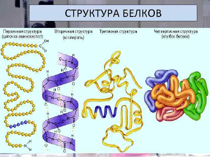 СТРУКТУРА БЕЛКОВ 