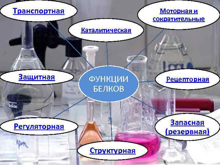 Транспортная Моторная и сократительные Каталитическая Защитная ФУНКЦИИ БЕЛКОВ Рецепторная Запасная (резервная) Регуляторная Структурная 