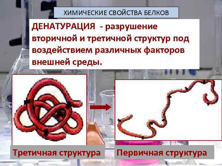ХИМИЧЕСКИЕ СВОЙСТВА БЕЛКОВ ДЕНАТУРАЦИЯ - разрушение вторичной и третичной структур под воздействием различных факторов