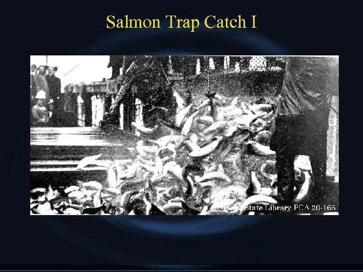 Salmon Trap Catch I 