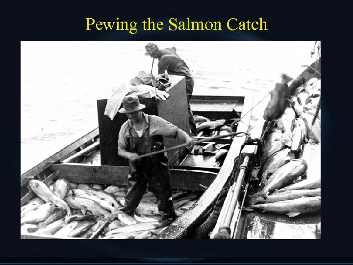 Pewing the Salmon Catch 