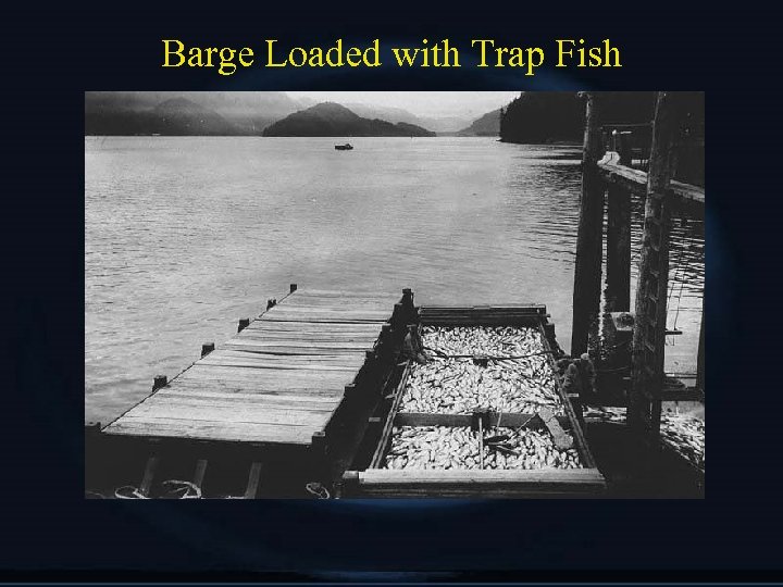 Barge Loaded with Trap Fish 