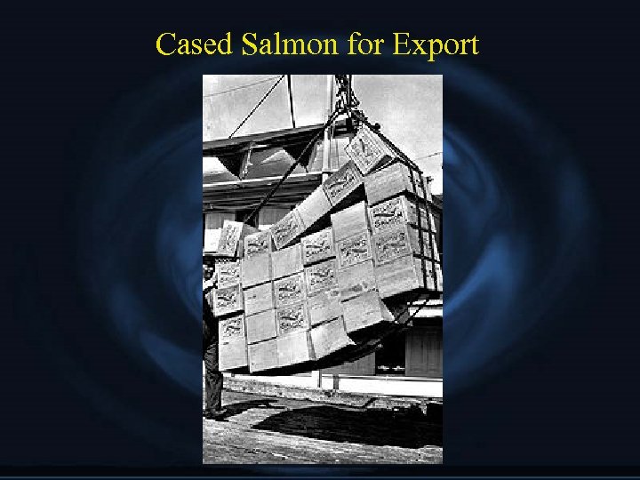 Cased Salmon for Export 