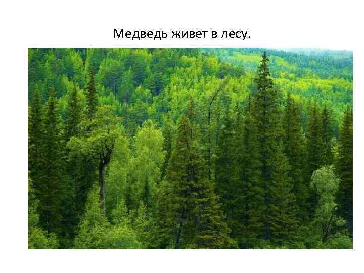 Медведь живет в лесу. 