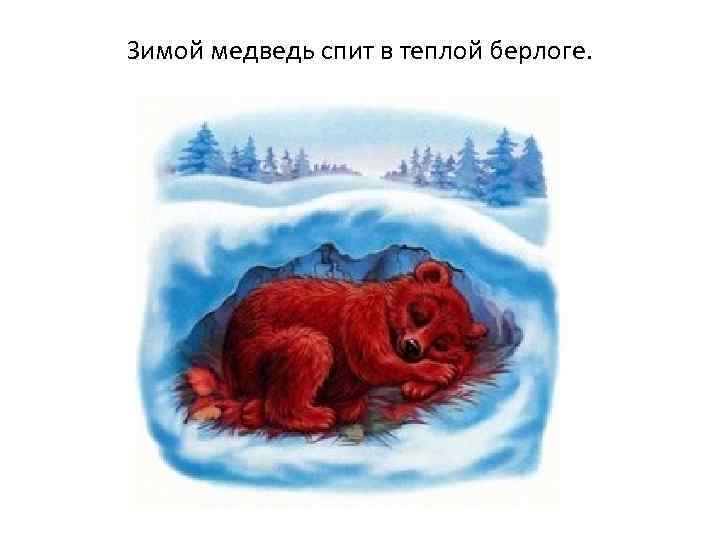 Зимой медведь спит в теплой берлоге. 