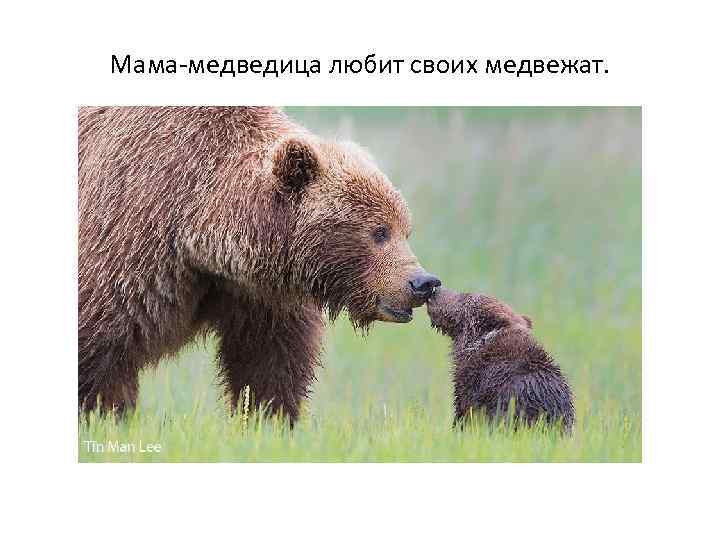 Мама-медведица любит своих медвежат. 