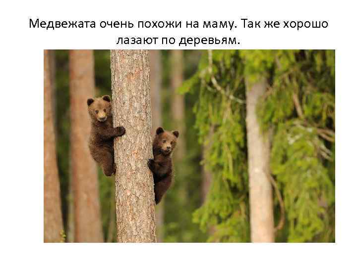 Медвежата очень похожи на маму. Так же хорошо лазают по деревьям. 