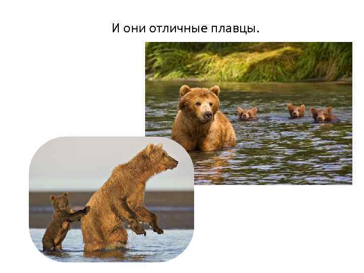 И они отличные плавцы. 