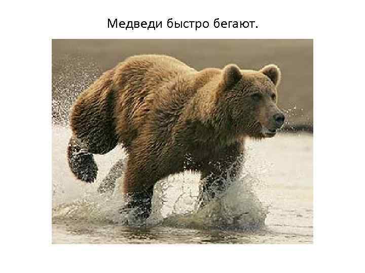 Медведи быстро бегают. 