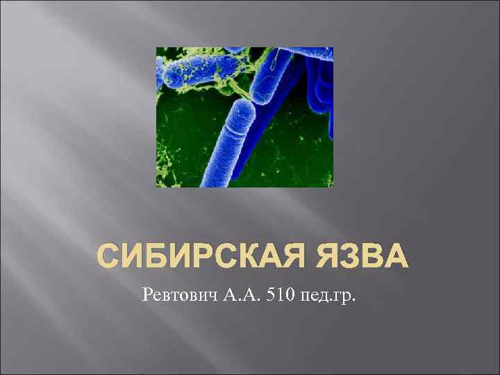 СИБИРСКАЯ ЯЗВА Ревтович А. А. 510 пед. гр. 