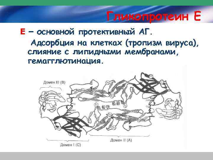 Гликопротеин Е Е – основной протективный АГ. Адсорбция на клетках (тропизм вируса), слияние с