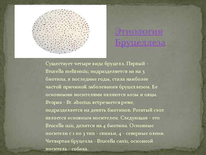 Этиология Бруцеллеза Существует четыре вида бруцелл. Первый Brucella melitensis; подразделяется на на 3 биотипа,