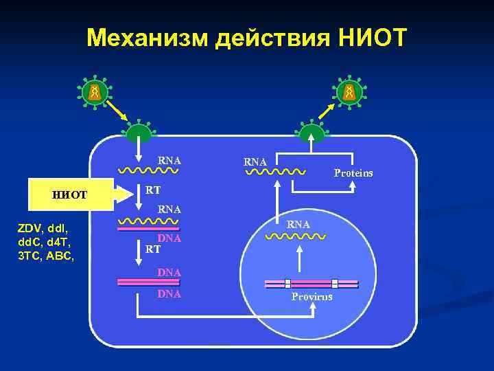 Механизм действия НИОТ RNA Proteins RT RNA ZDV, dd. I, dd. C, d 4