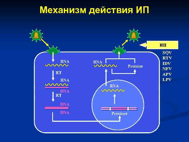 Механизм действия ИП ИП RNA Proteins RT RNA DNA RT DNA Provirus SQV RTV