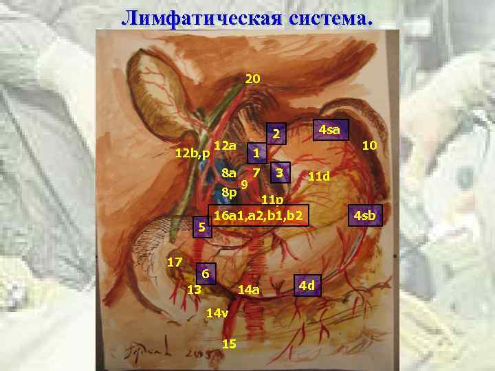 Лимфатическая система. 20 12 b, p 12 a 8 p 17 10 1 8