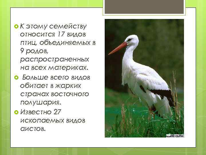  К этому семейству относится 17 видов птиц, объединяемых в 9 родов, распространенных на