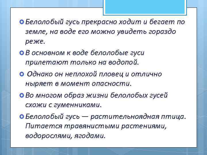  Белолобый гусь прекрасно ходит и бегает по земле, на воде его можно увидеть