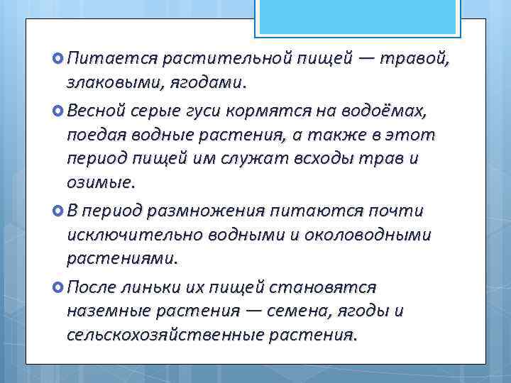  Питается растительной пищей — травой, злаковыми, ягодами. Весной серые гуси кормятся на водоёмах,