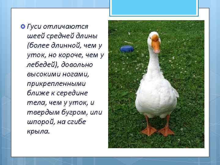  Гуси отличаются шеей средней длины (более длинной, чем у уток, но короче, чем