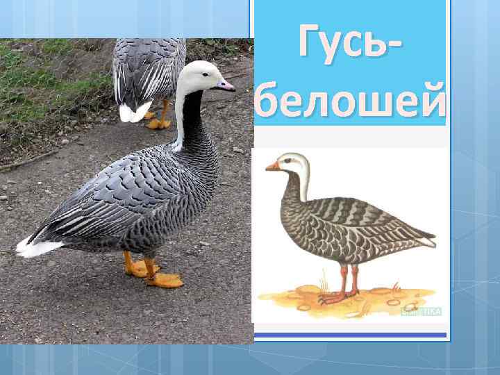 Гусьбелошей 