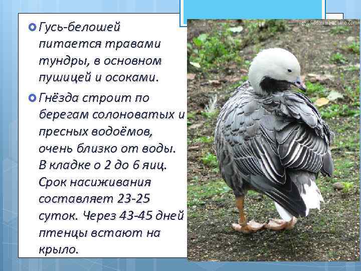  Гусь-белошей питается травами тундры, в основном пушицей и осоками. Гнёзда строит по берегам