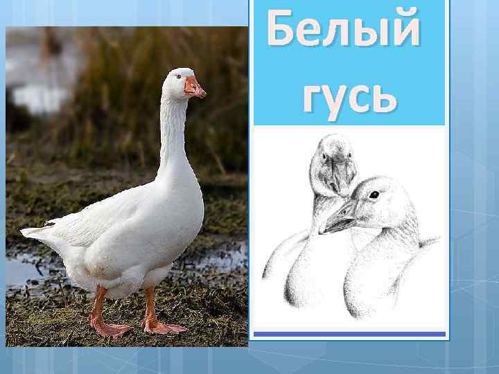 Белый гусь 