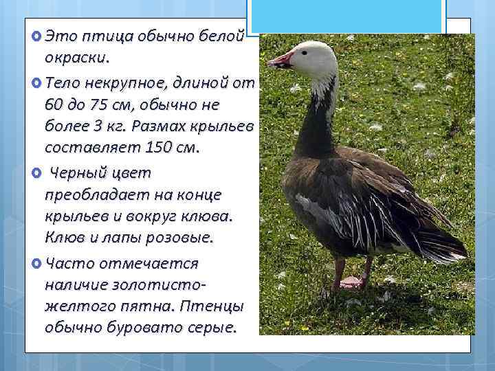  Это птица обычно белой окраски. Тело некрупное, длиной от 60 до 75 см,