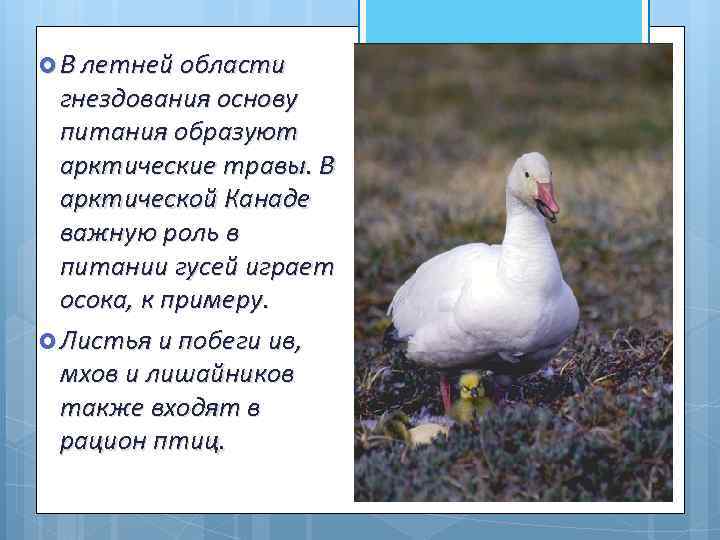  В летней области гнездования основу питания образуют арктические травы. В арктической Канаде важную