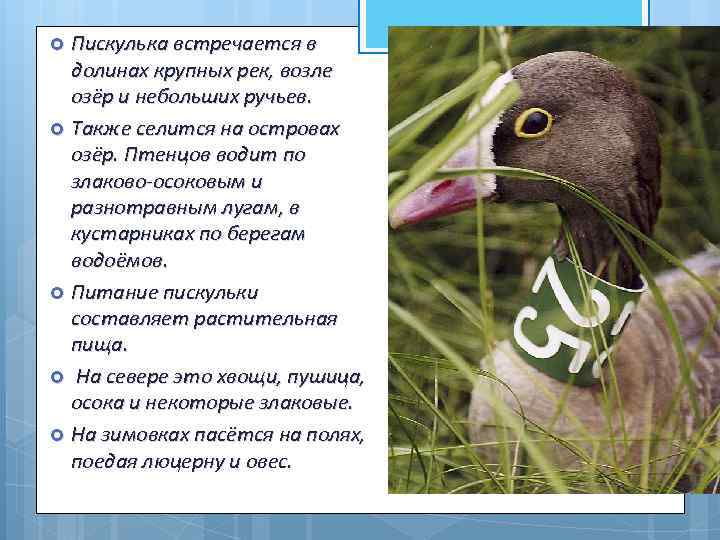 Пискулька встречается в долинах крупных рек, возле озёр и небольших ручьев. Также селится на