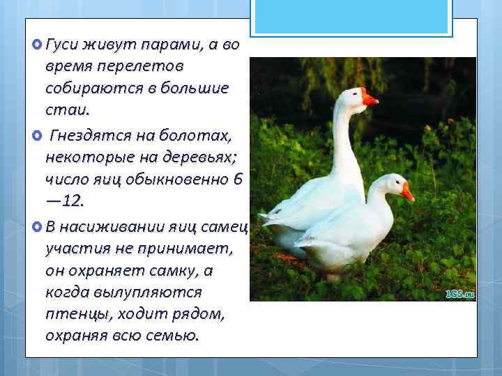  Гуси живут парами, а во время перелетов собираются в большие стаи. Гнездятся на
