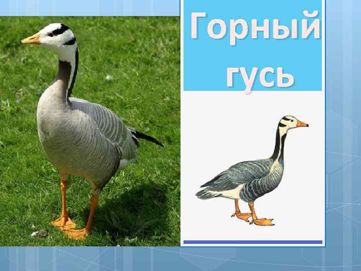 Горный гусь 