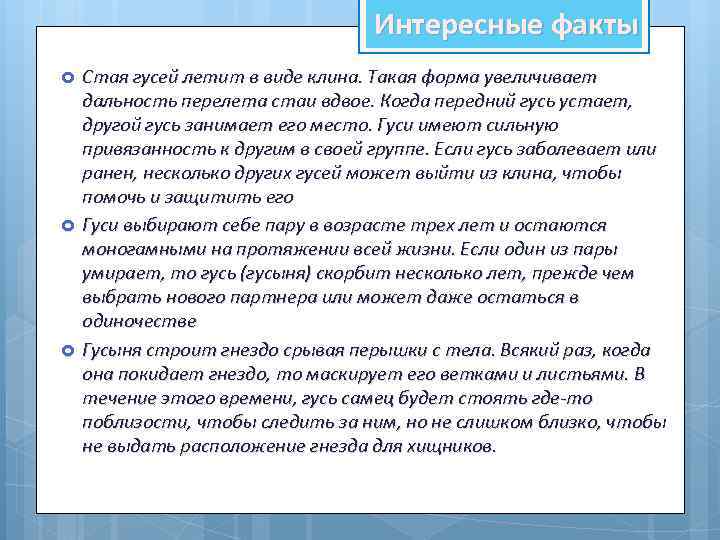 Интересные факты Стая гусей летит в виде клина. Такая форма увеличивает дальность перелета стаи