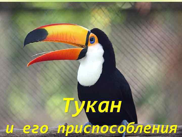 Тукан и его приспособления 