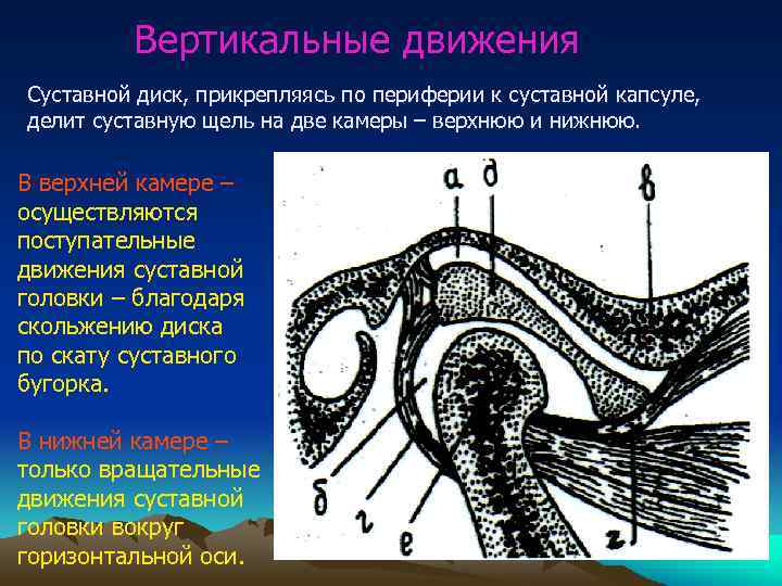Вертикальные движения Суставной диск, прикрепляясь по периферии к суставной капсуле, делит суставную щель на