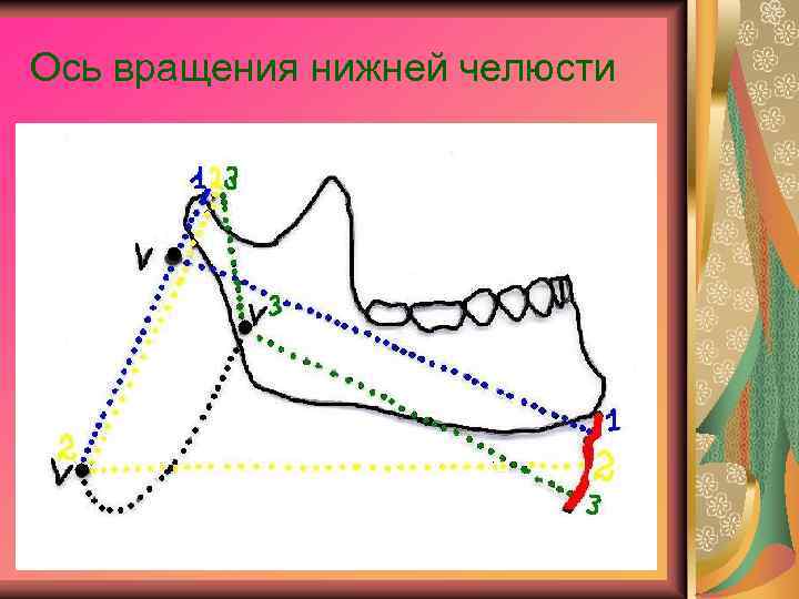 Ось вращения нижней челюсти 