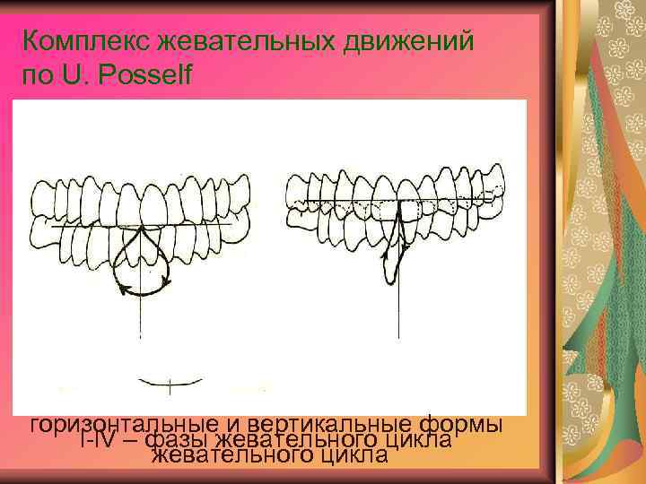 Комплекс жевательных движений по U. Posself горизонтальные и вертикальные формы l-l. V – фазы