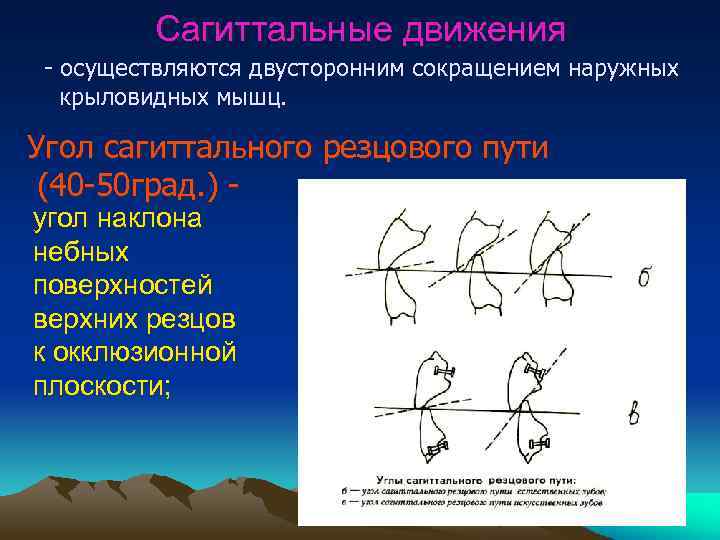 Сагиттальные движения - осуществляются двусторонним сокращением наружных крыловидных мышц. Угол сагиттального резцового пути (40