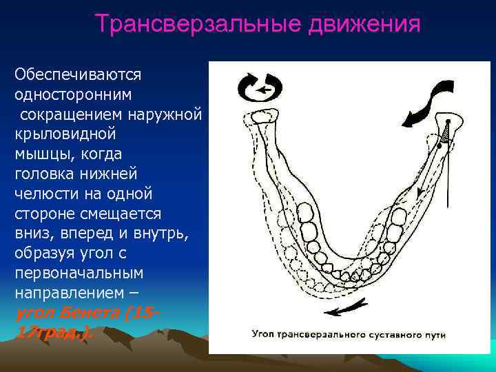 Трансверзальные движения Обеспечиваются односторонним сокращением наружной крыловидной мышцы, когда головка нижней челюсти на одной