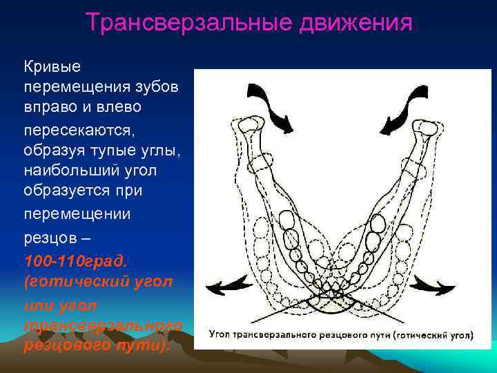 Презентация биомеханика нижней челюсти