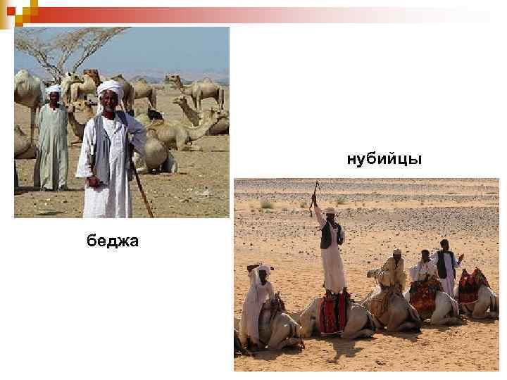 нубийцы беджа 